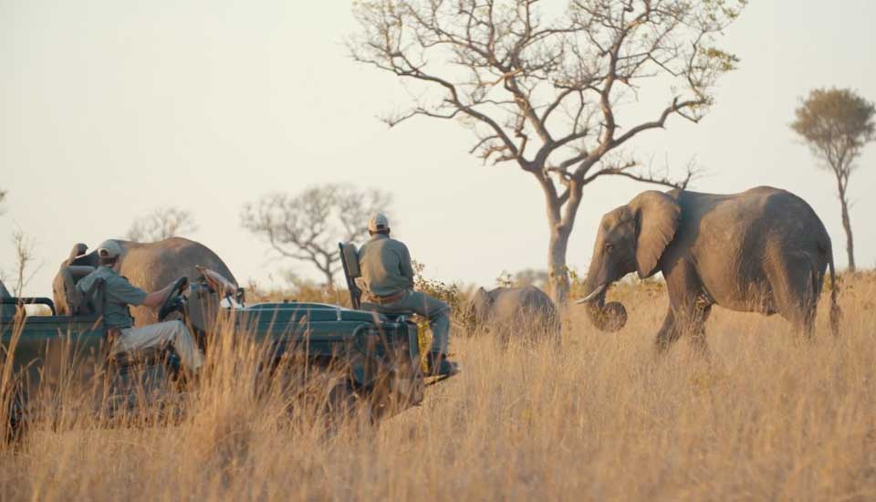 Responsible Wildlife Tourism