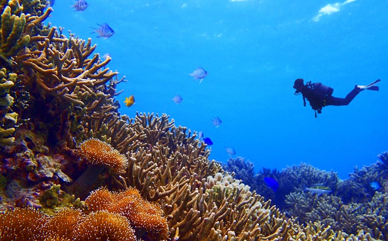 Exploring Underwater Worlds: Snorkeling and Diving in Pristine Waters