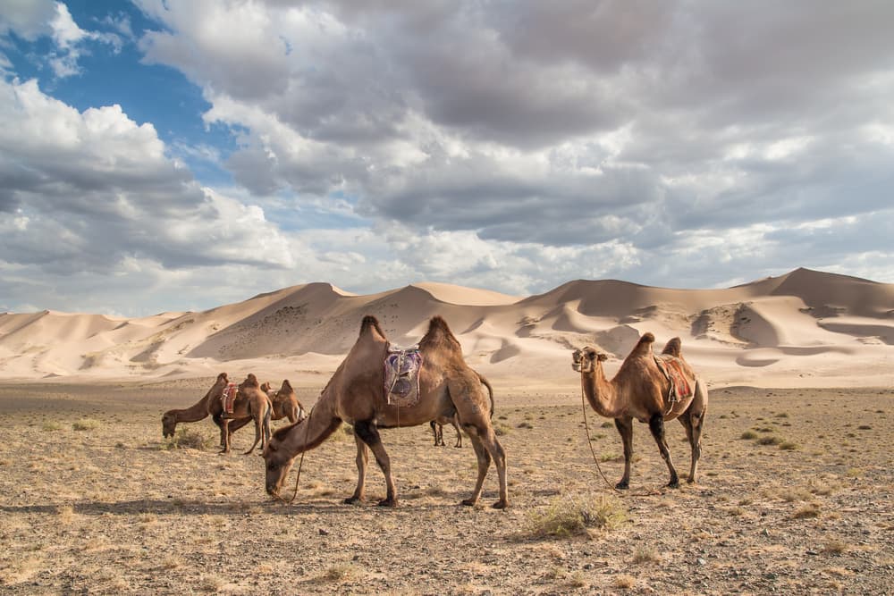 Hidden Treasures of the Desert
