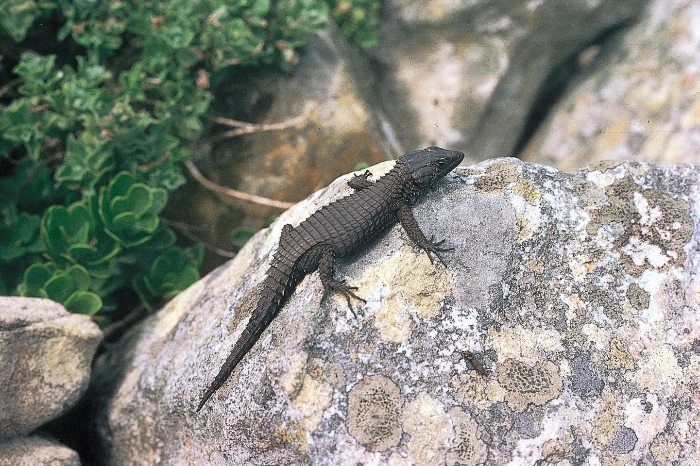 Traveling with Reptiles