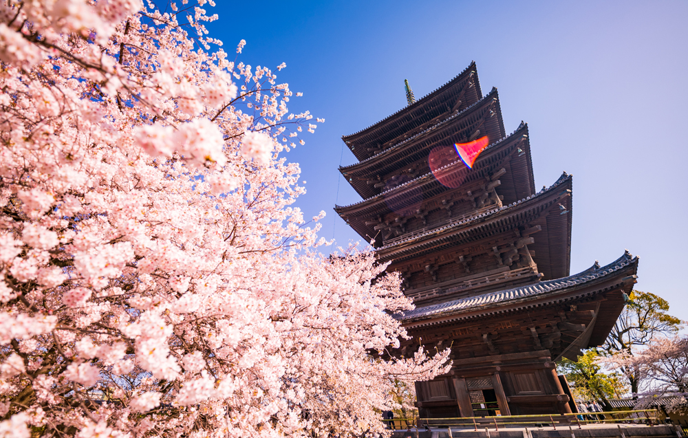 Kyoto's Cherry Blossom Season