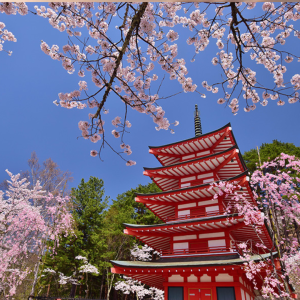 A picturesque view of cherry blossoms in full bloom during Hanami season in Kyoto, showcasing Japan's natural beauty.