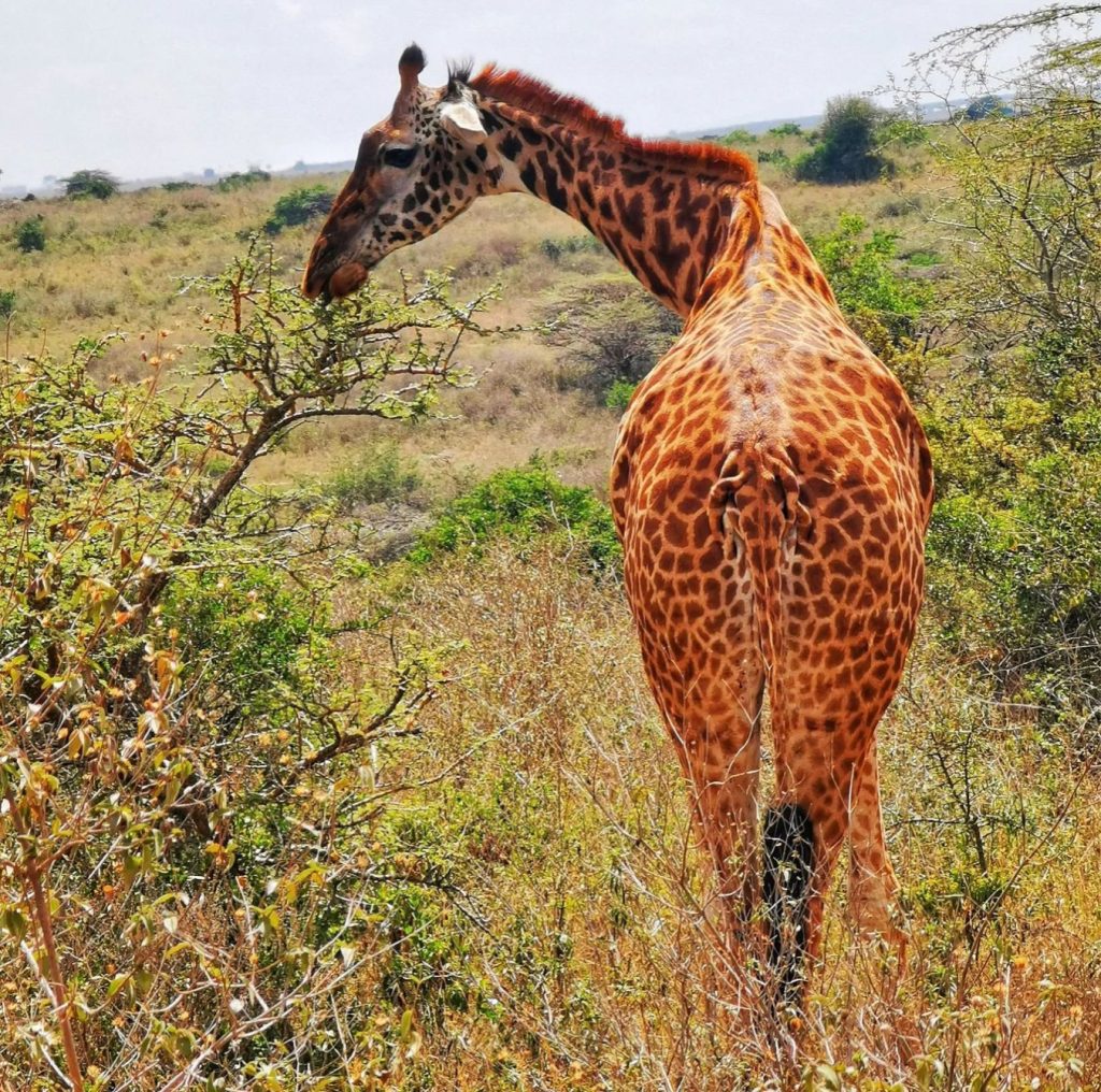 A giraffe with a long neck and patterned fur gazes curiously, set against a soft-focus backdrop of greenery.