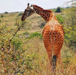 A giraffe with a long neck and patterned fur gazes curiously, set against a soft-focus backdrop of greenery.