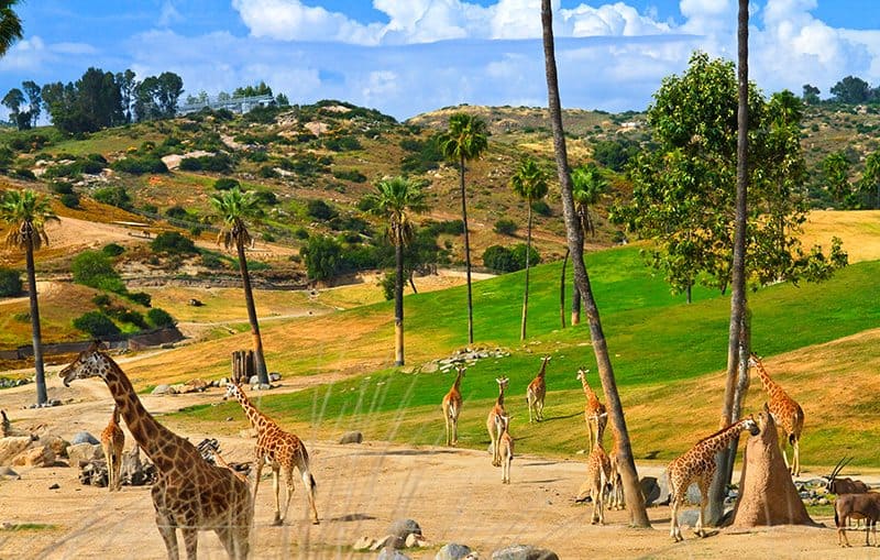 Zoo Safari Adventure