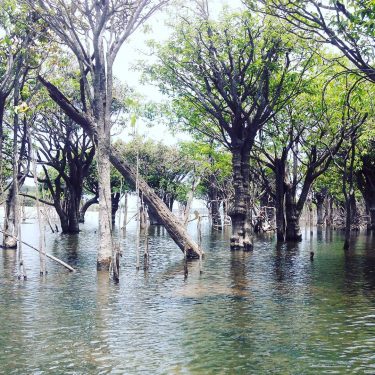 #Aningal. My super #Amazon #Forest!