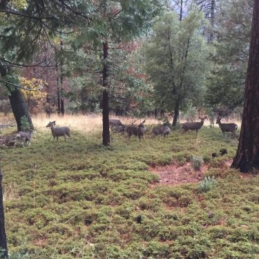 Deers #bnesimppl