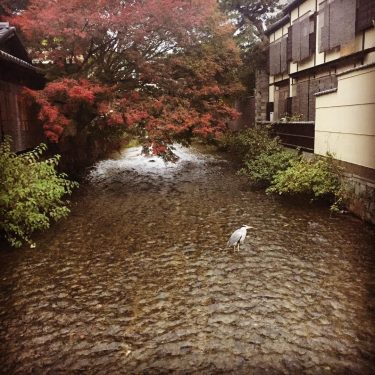 #kyoto #nature #japan #travel #travelphotography #lovetravel #travelgirl #travelfar #lovelife #moment #stream #beautifuldestinations #bnesimppl