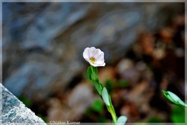 #photofie #photofiewildlife #nature_seekers #travelgram #naturelovers #natureshooters #nature_up_close #nature_hub #naturephotography #naturein_focus #natgeotravel #natgeoyourshot #thephotosociety #reimaginednature&hellip;