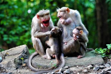 Grooming monkeys #naturein_focus #marvelouz_animals #nature_seekers #travelgram #naturelovers #natureshooters #nature_up_close #nature_hub #naturephotography #naturein_focus #natgeotravel #natgeoyourshot…