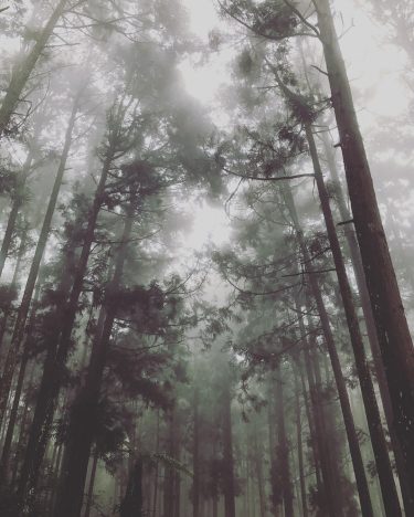 #foggy #forest #nantou #natural #taiwan???????? #南投 #溪頭 #backpackers #adventuretime #mountains #hiking #bpintaiwan #taiwan_dream #taiwantravel…