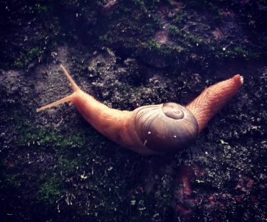 It doesn’t matter how slowly you go as long as you don’t stop. @instahimachal…
