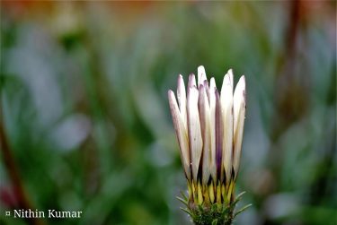 Munnar #nature_seekers #travelgram #naturelovers #natureshooters #nature_up_close #nature_hub #naturephotography #naturein_focus #natgeotravel #natgeoyourshot #thephotosociety #reimaginednature #clickstogallery…