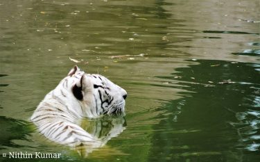 Indian White Tiger #nature_seekers #travelgram #naturelovers #natureshooters #nature_up_close #nature_hub #naturephotography #naturein_focus #natgeotravel #natgeoyourshot #thephotosociety…