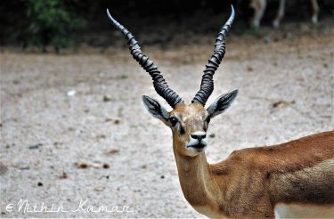Indian Gazelle #nature_seekers #travelgram #naturelovers #natureshooters #nature_up_close #nature_hub #naturephotography #naturein_focus #natgeotravel #natgeoyourshot #thephotosociety #reimaginednature…