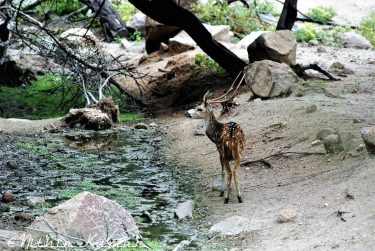 Indian Spotted deer #nature_seekers #travelgram #naturelovers #natureshooters #nature_up_close #nature_hub #naturephotography #naturein_focus #natgeotravel #natgeoyourshot #thephotosociety&hellip;