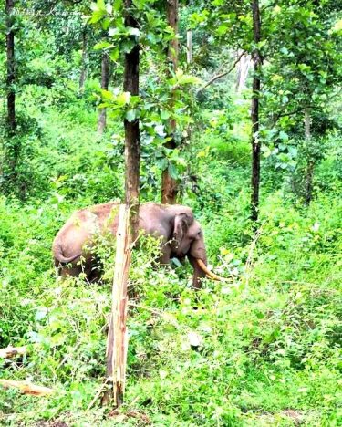 Lone tusker #naturein_focus #wayanattukar #nature_seekers #travelgram #naturelovers #natureshooters #nature_up_close #nature_hub #naturephotography #naturein_focus #natgeotravel #natgeoyourshot…