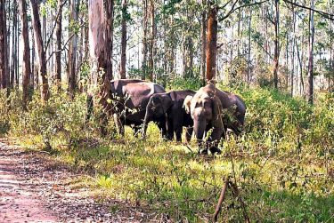 The young bull was starting to charge at us. It was stamping on the…