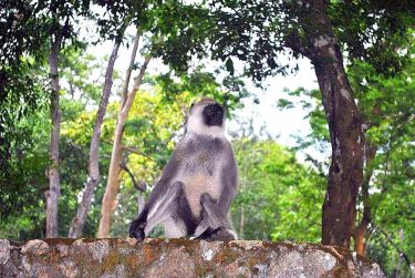 Langur also known as Hanuman monkey #naturein_focus #wayanattukar #nature_seekers #travelgram #naturelovers #natureshooters #nature_up_close #nature_hub…