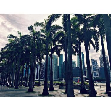 in love with singapore #travel #travelgram #singapore #palmtrees #bnesimppl