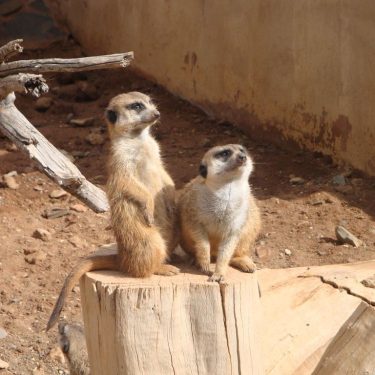 #grancanaria #spain #canaryislands #maspalomas #zoo #palmitospark #sun #sunny #cuöture #city #happy #travel #reisen #holiday…