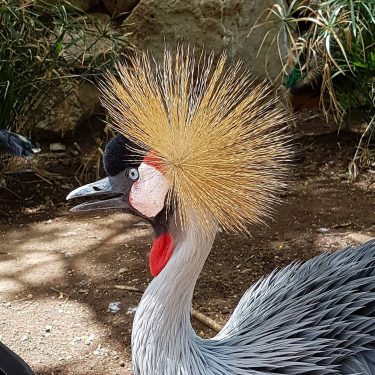 #crazybird #grancanaria #spain #canaryislands #maspalomas #zoo #palmitospark #sun #sunny #cuöture #city #happy #travel #reisen…