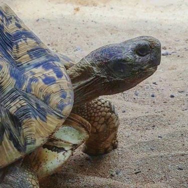 #grancanaria #spain #canaryislands #maspalomas #zoo #palmitospark #sun #sunny #gültige #city #happy #travel #reisen #holiday…