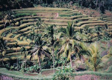 Bali #myfirstravel #travel #viajeros #travelblogger #trip #bali #beautiful #travelpic #travelviews #travelingran #bnesimppl #iamtb #instatravel…
