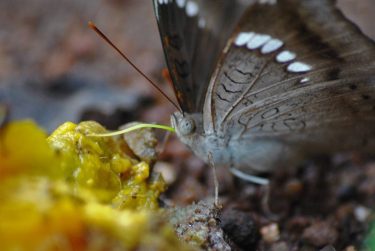 A butterfly feeding on a ripe mango #nature_seekers #travelgram #naturelovers #natureshooters #nature_up_close #nature_hub #naturephotography…
