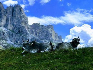 Last summer in Dolomites #bnesimppl