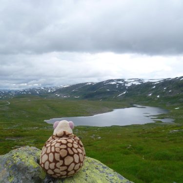 These Rocks are bigger than my turtle shell #jotunheimen #tindevegen #travellingherbert #exploringworld #roadtrip #2017…
