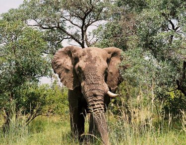 Why would anyone want to harm these beautiful gentle giants just for trophies #bekindtoelephants…