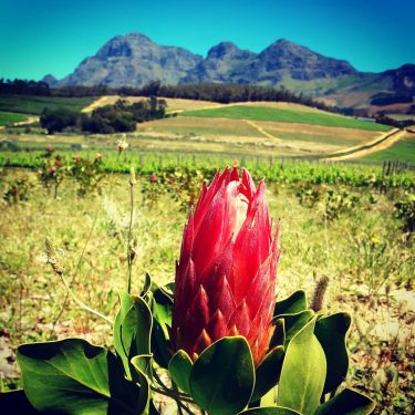 @babylonstoren @living_destinations @hello_worldpics @beautifuldestinations @beautiful_planet17 @ @ @natgeoafrica @natgeotravel #views #hiking #capetownguide #allcapetown #capetownmag…