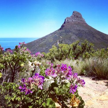 There are various ways to hike up Table Mountain, but in all cases breathtaking…
