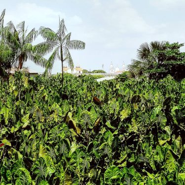 Sou #apaixonada ️ por este enquadramento️ do Mangal de onde se enxergam as quatro…