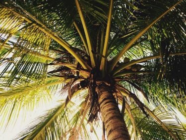 I will see the #sunnydaze again soon ️ #guessMyNextTrip #travel #palmtrees #ilovetravel