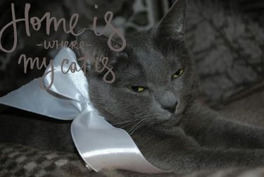 #cat #pet #grey #2k18 #кот #mylove #nikon #neko ~ ~ ~ #instagram #instamoment #instadaily…