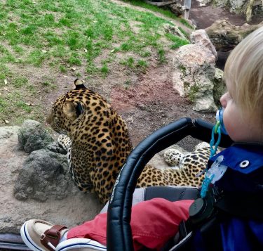 Spotkanie z lampartem #leopard #bigcat #wildcats #bioparkzoo #valencia #spain #aaronowelove #vanentinesday #trip #thebestplaceintheworld #holidays…