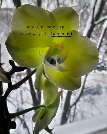 Winter is ending #forgetful #flowers #nnov #bts #itstartswithfood #2k18 #winter #art #nature #snow #orchid…