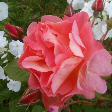 #travel #roses #nature #colorflowers #color #pink #nikon #instadaily #love ~ ~ ~ #инстатаг #природа…