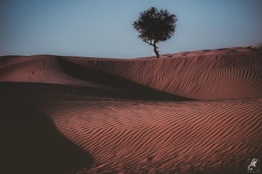Standing If you stand for a reason, be prepared to stand like a tree.…
