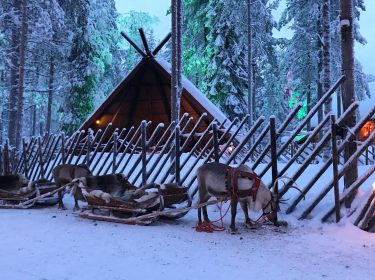 Ren geyiği / Kuzey kutup bölgesi #reindeer #lapland #north #arctic #northpole #nordic #finland #rovaniemi…