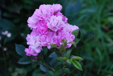 #flowers #travel #roses #nature #colorflowers #color #green #pink #nikon ~ ~ ~ #инстатаг #myroses…