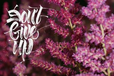 #nikon #travelforever #travel #naturalcolor #nature #instamoment #instagram #nikonphotography #sammer #flowers #colorflowers #nikinphoto #travelblogger #color&hellip;