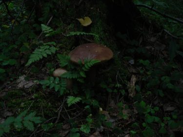 Nature is an infinite sphere whose center is everywhere. Emerson ~ ~ ~ #forest…
