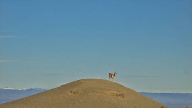 En la inmensidad de la Patagonia, el es uno de sus principales protagonistas: El…