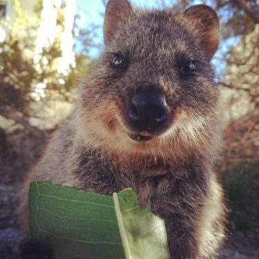 #quokka #rottnestisland #cutenessoverload #happy #luckyday #australia #nowordsneeded #travel #perth #summer #placetobe #start #life #roadtrip…