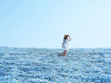 Hitachi Seaside Park in Ibaraki it looks like a sea of flowers more than…