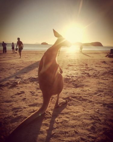 #capehillsborough #kangaroo #sunrise #sunrisewithkangaroos #nofilter #australia #travelphotography #travel #eastcoastaustralia #breakfastwithkangaroos #downunder #beach #campervanlife #wildlife…
