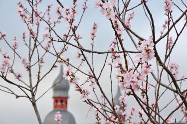 Blossoms in Bonn, February 2016 #bonn #germany #cherryblossoms #earlyspring #lifeofgermany #travel_2_germany #visitgermany #germanytourism #germany_insta…